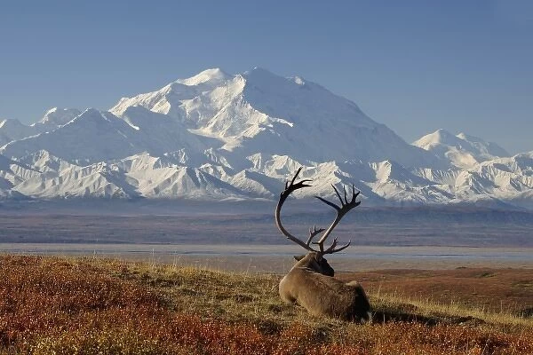caribou, Rangifer tarandus, bull resting in fall colors with Mount McKinley in the background