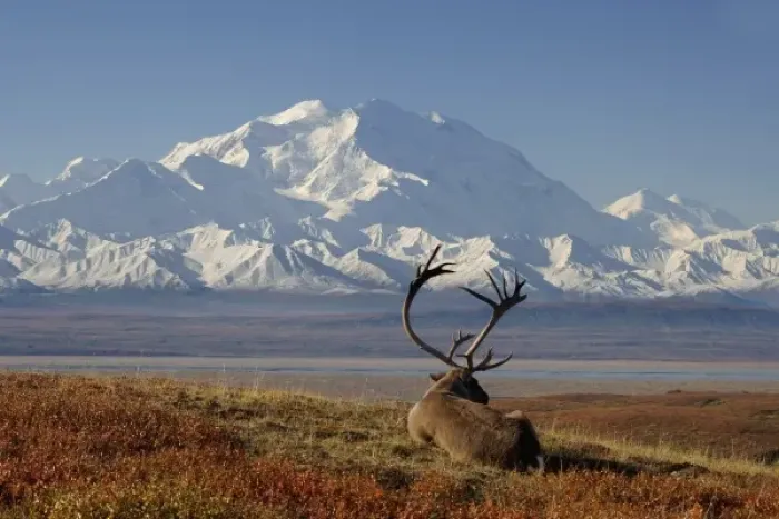 Framed Print : caribou, Rangifer tarandus, bull resting in fall colors with Mount McKinley in the background Framed Print : caribou, Rangifer tarandus, bull resting in fall colors with Mount McKinley in the background