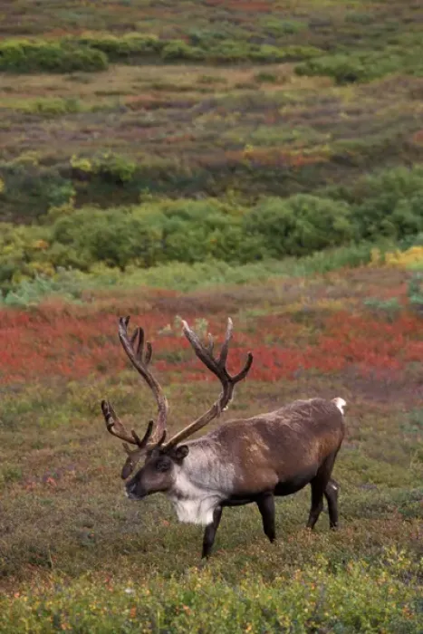 Framed Print : caribou, Rangifer tarandus, bull walking in fall colors, Denali National Park, interior Framed Print : caribou, Rangifer tarandus, bull walking in fall colors, Denali National Park, interior