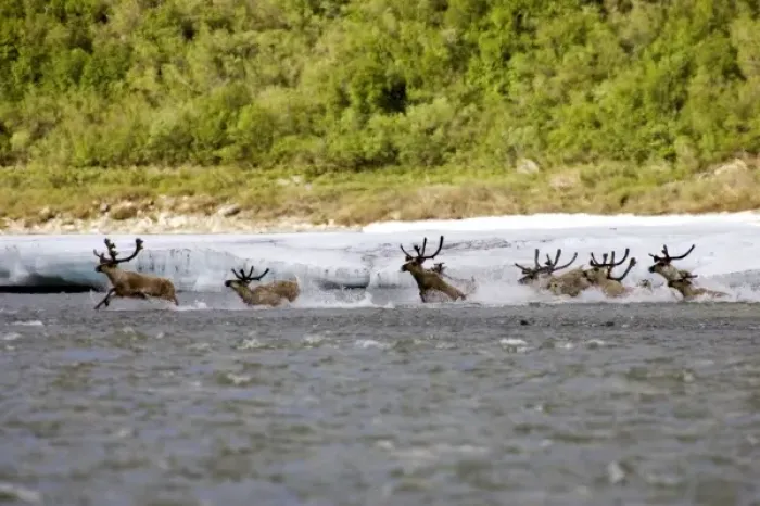 Framed Print : Caribou (Rangifer tarandus) crossing the Kongakut River - Arctic National Wildlife Refuge