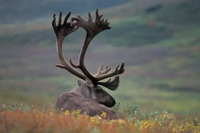 Framed Print : caribou, Rangifer tarandus, resting in fall colors, Denali National Park, Alaska Framed Print : caribou, Rangifer tarandus, resting in fall colors, Denali National Park, Alaska