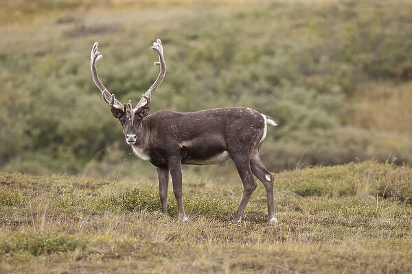 A caribou stands on the alpine tundra near the Denali Park road in the Alaska Range