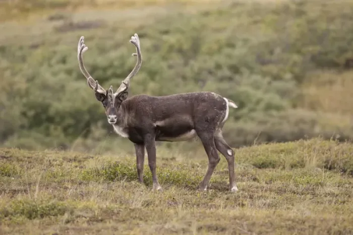 Framed Print : A caribou stands on the alpine tundra near the Denali Park road in the Alaska Range
