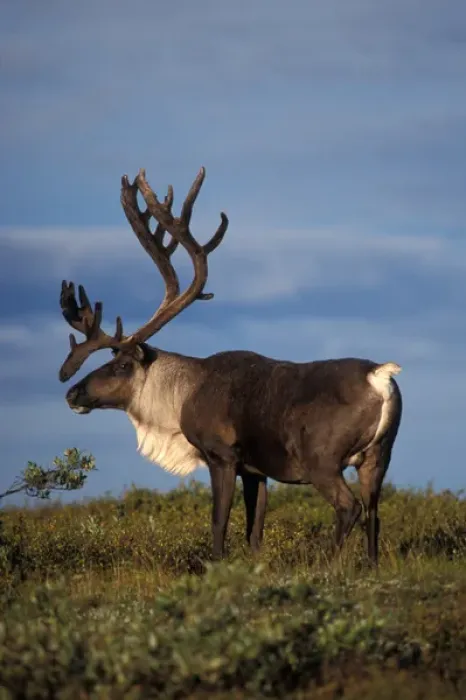 Framed Print : caribou in velvet, Rangifer tarandus, bull in Denali National Park, interior Alaska
