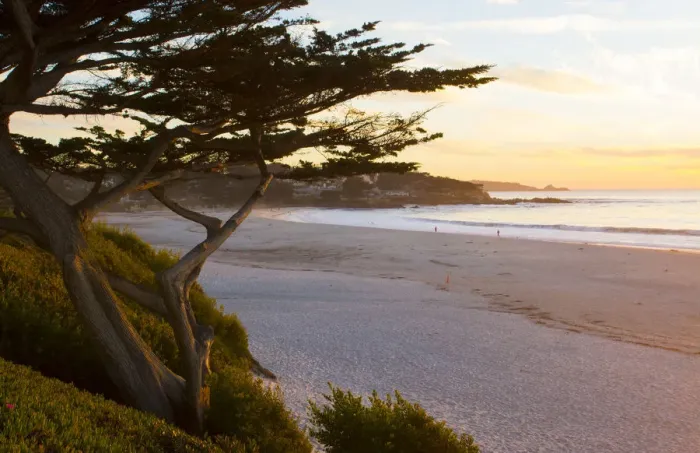 Framed Print : Carmel California cypress tree and waves at sunset on ocean at beach below city near Framed Print : Carmel California cypress tree and waves at sunset on ocean at beach below city near