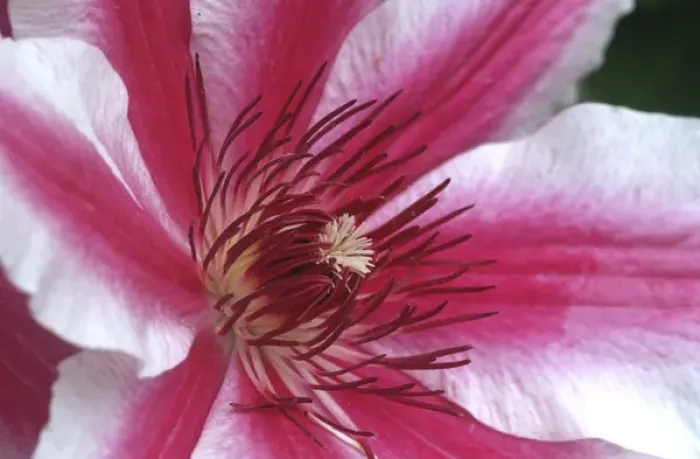 Framed Print : Carnaby Clematis flower, Marion Co. IL
