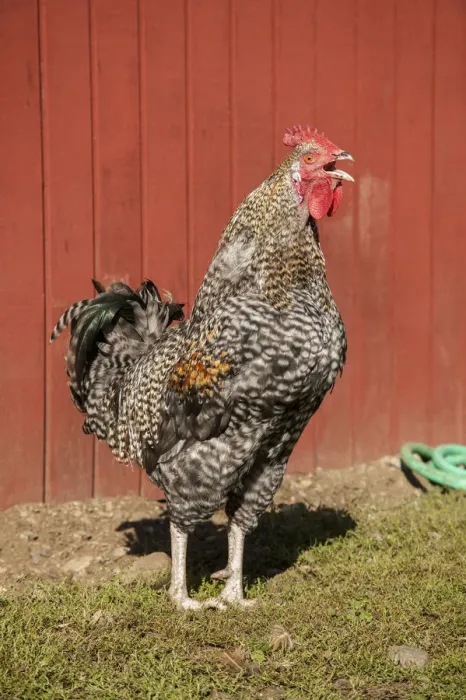 Framed Print : Carnation, Washington State, USA. Hybrid Black Leghorn and Rhode Island Red rooster. (PR) Framed Print : Carnation, Washington State, USA. Hybrid Black Leghorn and Rhode Island Red rooster. (PR)