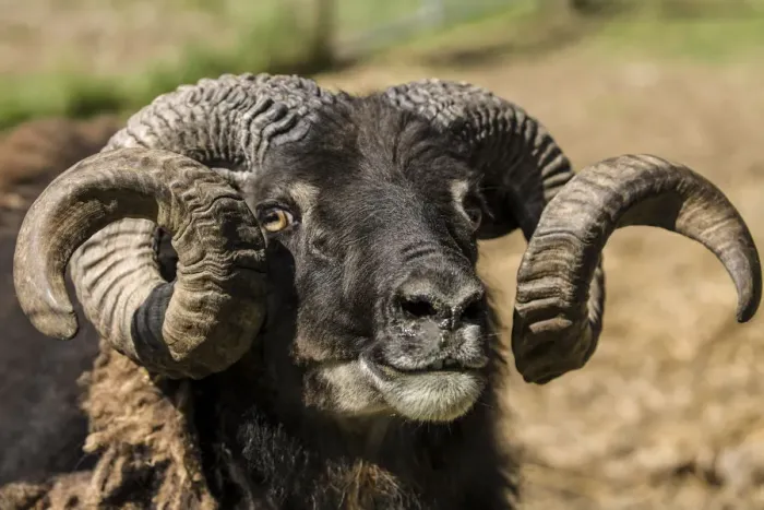 Framed Print : Carnation, Washington State, USA. Portrait of an Icelandic heritage breed of sheep bred for meat