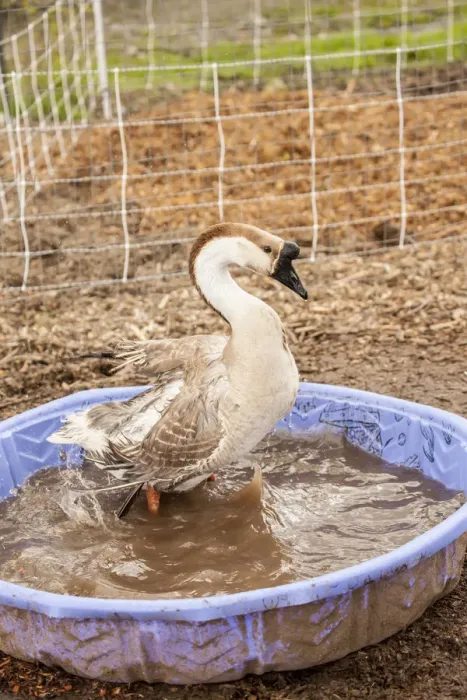 Framed Print : Carnation, Washington State, USA. Domestic Swan Goose bathing in a wading pool at a farm Framed Print : Carnation, Washington State, USA. Domestic Swan Goose bathing in a wading pool at a farm