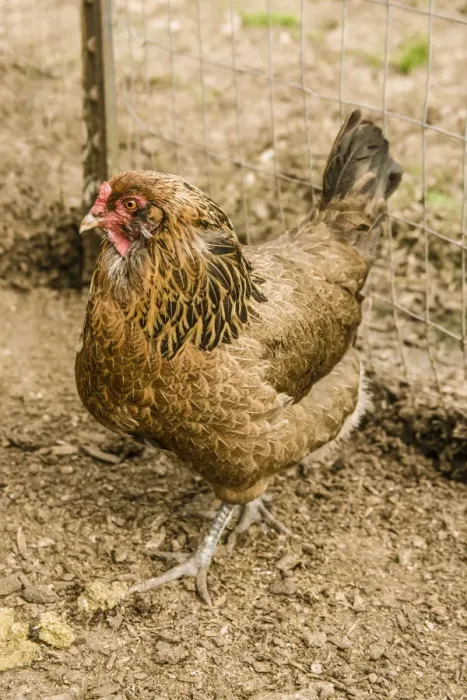 Framed Print : Carnation, Washington State, USA. Ameraucana hen walking in a pen. (PR)