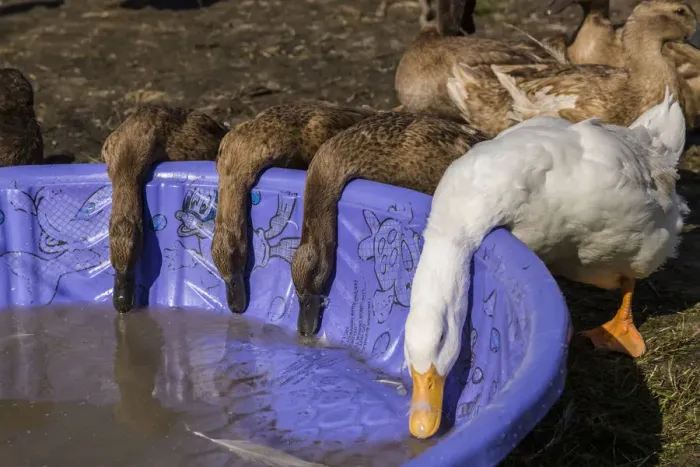 Framed Print : Carnation, Washington State, USA. Pekin and Khaki Campbell ducks drinking from a wading pool