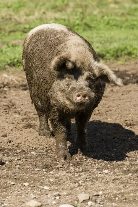 Framed Print : Carnation, Washington State, USA. Muddy Gloucestershire Old Spots pig shaking off some excess mud