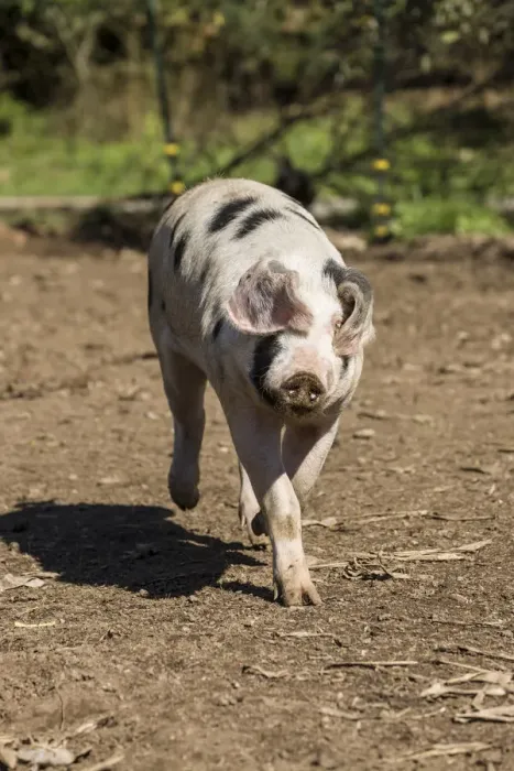 Framed Print : Carnation, Washington State, USA. Gloucestershire Old Spots pig running. (PR) Framed Print : Carnation, Washington State, USA. Gloucestershire Old Spots pig running. (PR)