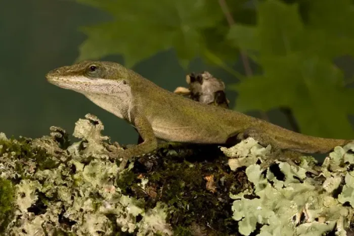 Framed Print : Carolina anole, Anolis carolinensis, resting on a mossy log in Florida. Captive Situation Framed Print : Carolina anole, Anolis carolinensis, resting on a mossy log in Florida. Captive Situation