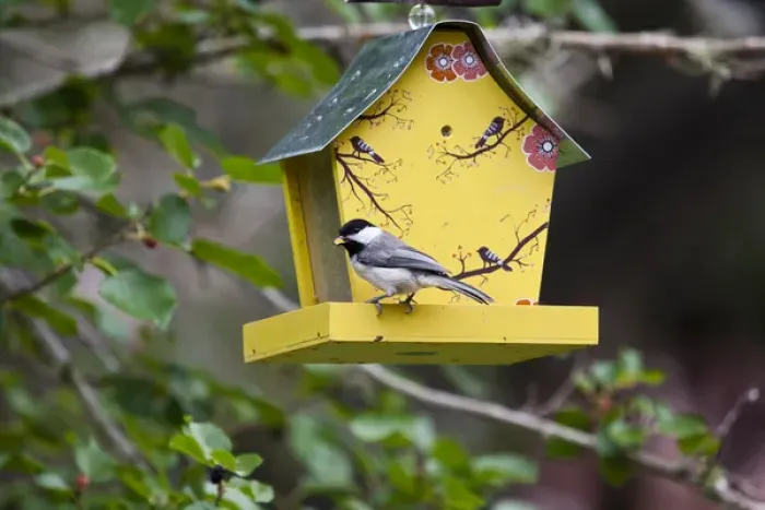 Framed Print : Carolina Chickadee (Poecile carolinensis) adult at feeder Framed Print : Carolina Chickadee (Poecile carolinensis) adult at feeder