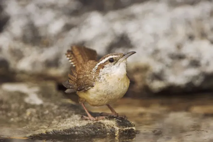 Framed Print : Carolina Wren, Thryothorus ludovicianus, adult bathing, Uvalde County, Hill Country Framed Print : Carolina Wren, Thryothorus ludovicianus, adult bathing, Uvalde County, Hill Country