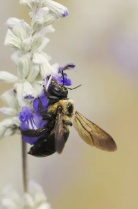Framed Print : Carpenter Bee, Xylocopa virginica, feeding on Mealy sage (Salvia farinacea), Uvalde County Framed Print : Carpenter Bee, Xylocopa virginica, feeding on Mealy sage (Salvia farinacea), Uvalde County