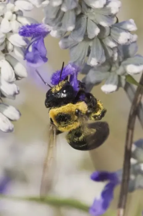 Framed Print : Carpenter Bee, Xylocopa virginica, feeding on Mealy sage (Salvia farinacea), Uvalde County Framed Print : Carpenter Bee, Xylocopa virginica, feeding on Mealy sage (Salvia farinacea), Uvalde County