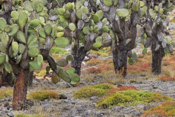 Framed Print : Carpet weed along with Opuntia prickly pear cactus, South Plaza Island, Galapagos Islands, Ecuador