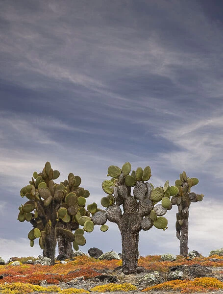 Carpet weed along with Opuntia prickly pear cactus, South Plaza Island, Galapagos Islands, Ecuador