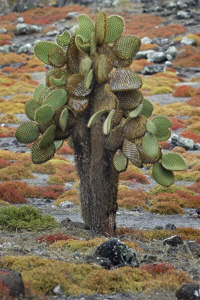 Carpet weed along with Opuntia prickly pear cactus, South Plaza Island, Galapagos Islands, Ecuador