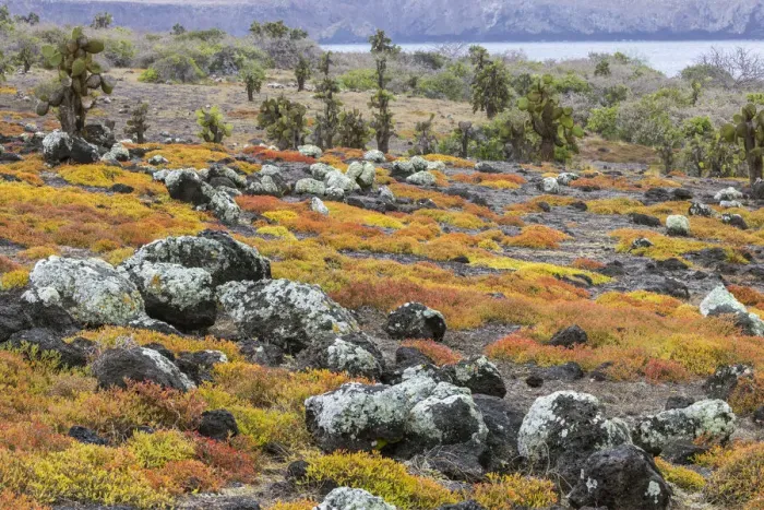Framed Print : Carpet weed along with Opuntia prickly pear cactus, South Plaza Island, Galapagos Islands, Ecuador