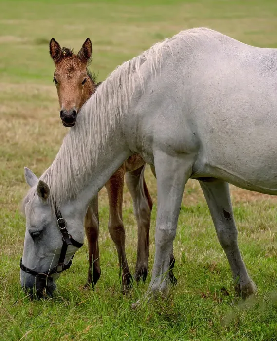 Framed Print : Carrera horses are unique to Ireland and are much treasured as a breed