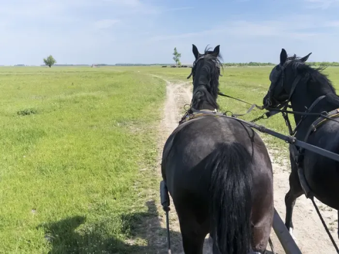Framed Print : Carriage ride in the Puszta, Hortobagy National Park. Europe, Eastern Europe, Hungary