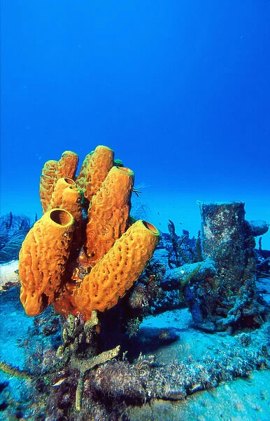 Carribbean, Cayman Islands, Yellow tube sponges on the Cayman Mariner