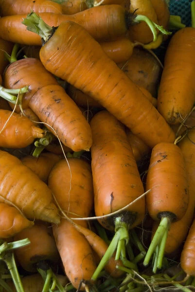 Carrots, Fall City Farms, Fall City, Washington, US