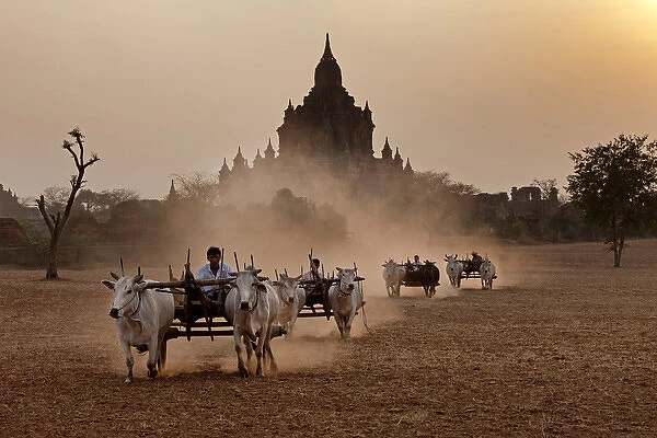 Carts pulled on a dusty field, Bagan, Myanmar