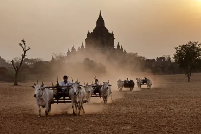 Framed Print : Carts pulled on a dusty field, Bagan, Myanmar Framed Print : Carts pulled on a dusty field, Bagan, Myanmar