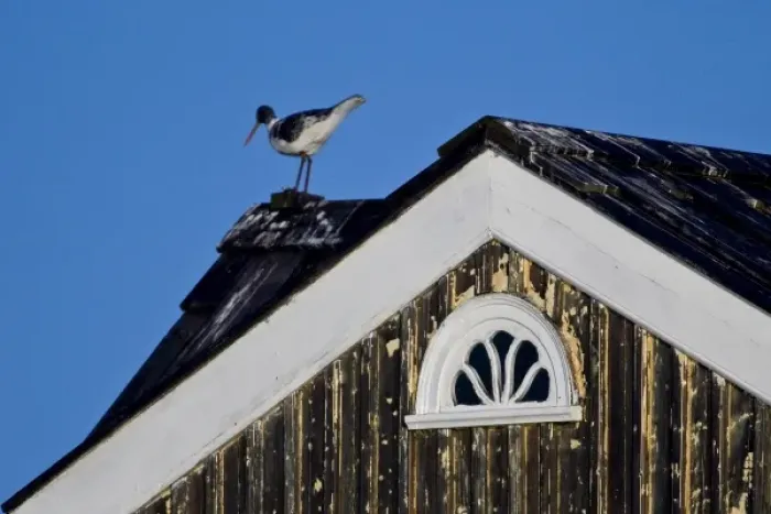 Framed Print : Carved Oystercatcher decorates house gable in Iceland Framed Print : Carved Oystercatcher decorates house gable in Iceland