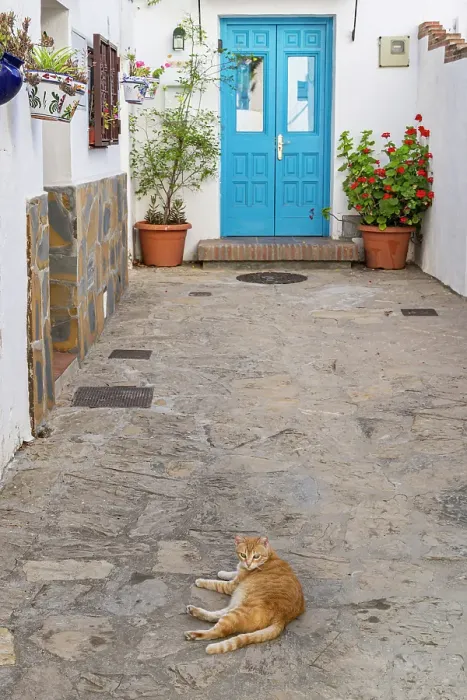 Framed Print : Casares, Malaga, Andalusia, Spain. A tabby cat resting in an alley of a Spanish village