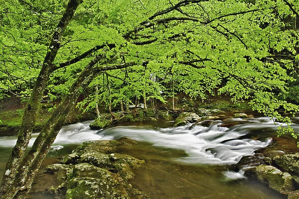 Cascade in the Middle Prong of the Little Pigeon River, Great Smoky Mountains National Park