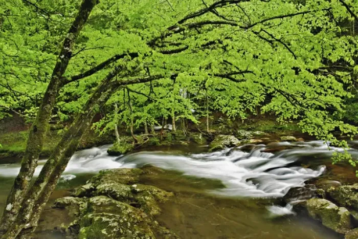 Framed Print : Cascade in the Middle Prong of the Little Pigeon River, Great Smoky Mountains National Park Framed Print : Cascade in the Middle Prong of the Little Pigeon River, Great Smoky Mountains National Park