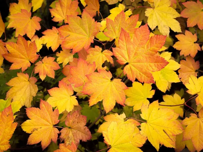 Framed Print : Cascade Mountains of Washington near the Wenatchee River, vine maple leaves