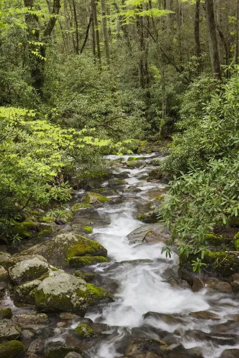 Framed Print : Cascading mountain stream, Great Smoky Mountains National Park, Tennessee, North Carolina Framed Print : Cascading mountain stream, Great Smoky Mountains National Park, Tennessee, North Carolina