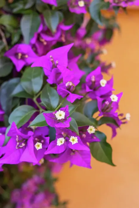 Framed Print : Casco Antiguo, Seville, Andalusia, Spain. Purple flowers growing on an orange stucco wall