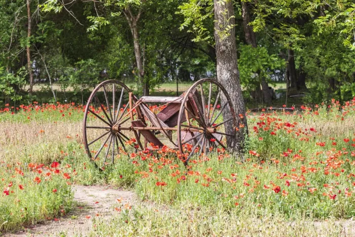 Framed Print : Castroville, Texas, USA. (Editorial Use Only) Rusted antique farm equipment in a field of Framed Print : Castroville, Texas, USA. (Editorial Use Only) Rusted antique farm equipment in a field of