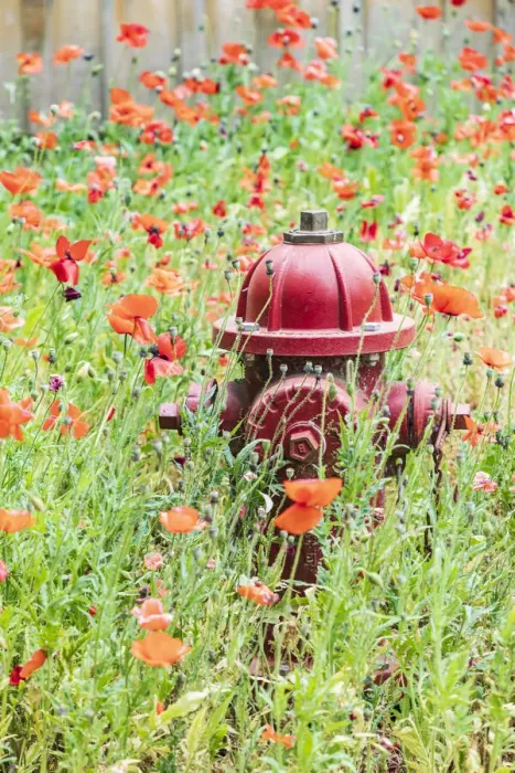 Framed Print : Castroville, Texas, USA. Poppies and fire hydrant in the Texas Hill Country Framed Print : Castroville, Texas, USA. Poppies and fire hydrant in the Texas Hill Country