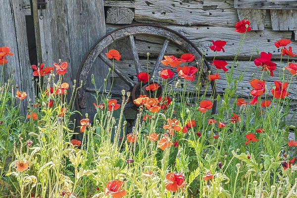 Castroville, Texas, USA. Poppies and historic buildings in the Texas Hill Country