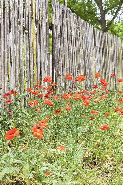Castroville, Texas, USA. Poppies and wooden fence in the Texas Hill Country