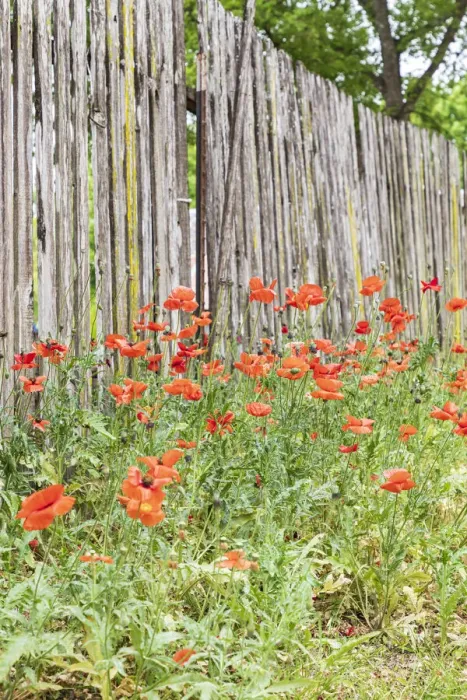 Framed Print : Castroville, Texas, USA. Poppies and wooden fence in the Texas Hill Country Framed Print : Castroville, Texas, USA. Poppies and wooden fence in the Texas Hill Country