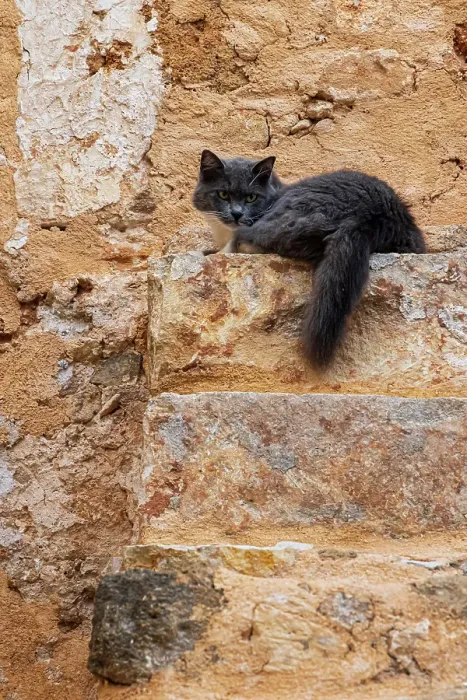 Framed Print : Cat atop old stone steps. Greece, Crete, Chania, Old Town