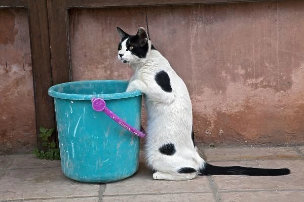 Cat and bucket, Chania, Crete, Greece