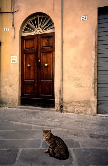 Framed Print : Cat in front of door to house, Lucca, Tuscany, Italy