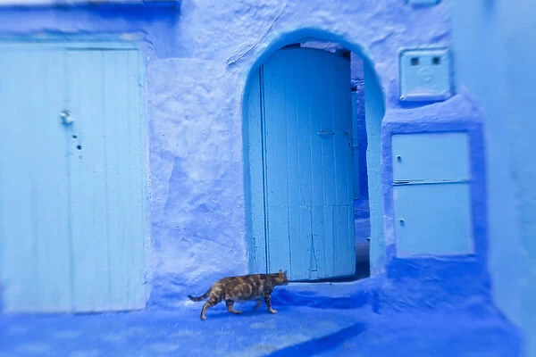Cat in doorway, Chefchaouen, Morocco