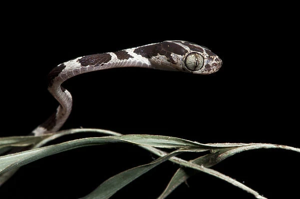 Cat-eyed Snake or Blunthead Tree Snake (Imantodes cenchoa) Juvenile, Yasuni National Park