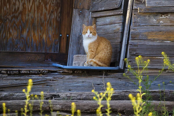 Cat (Felis catus) sitting on porch of old house